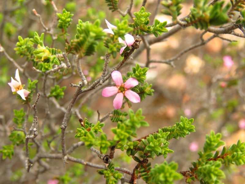 Acmadenia fruticosa photo 3