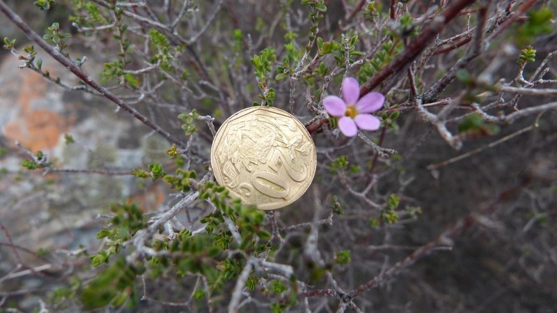 Acmadenia fruticosa photo 4