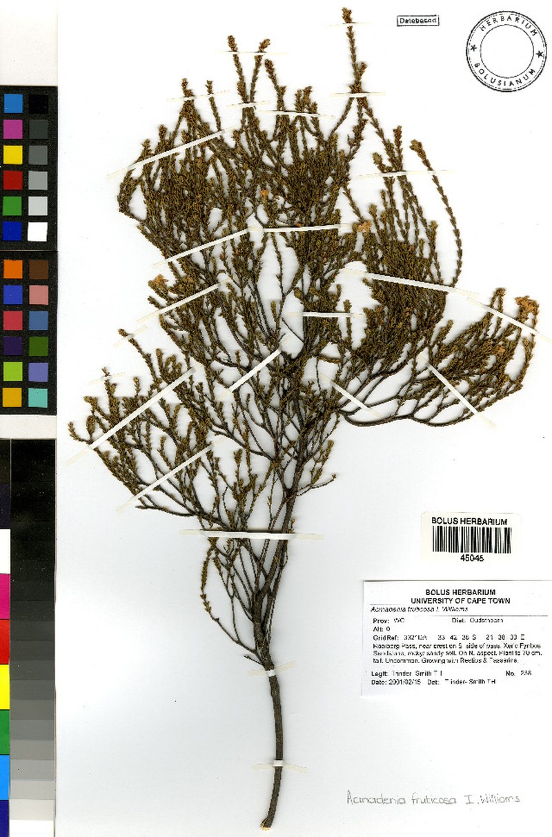 Acmadenia fruticosa photo 5