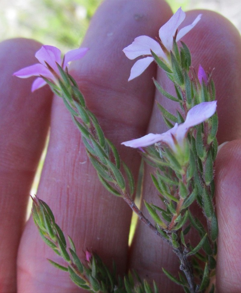 Acmadenia gracilis