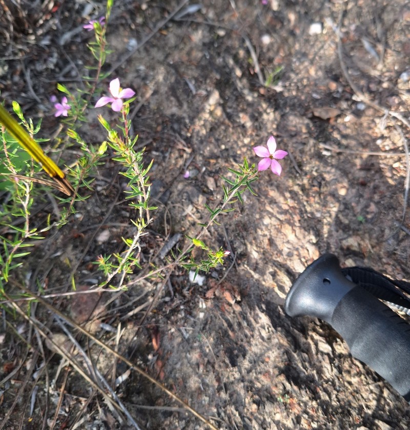 Acmadenia gracilis photo 2