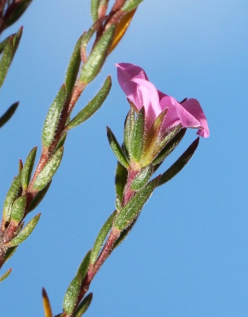 Acmadenia gracilis photo 3