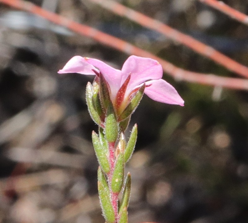 Acmadenia gracilis photo 4