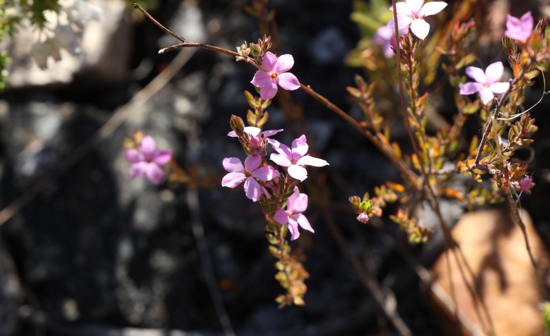 Acmadenia gracilis photo 5