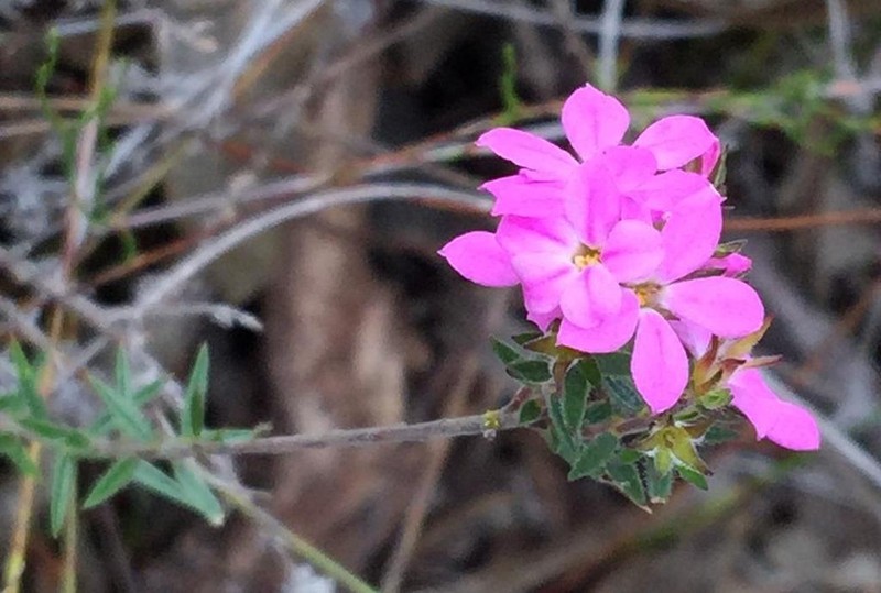 Acmadenia gracilis photo 6