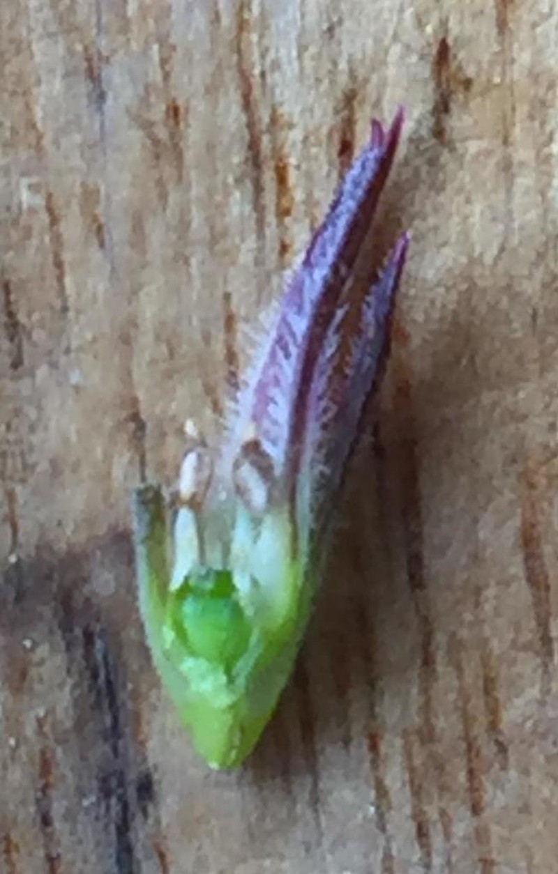 Acmadenia gracilis photo 7