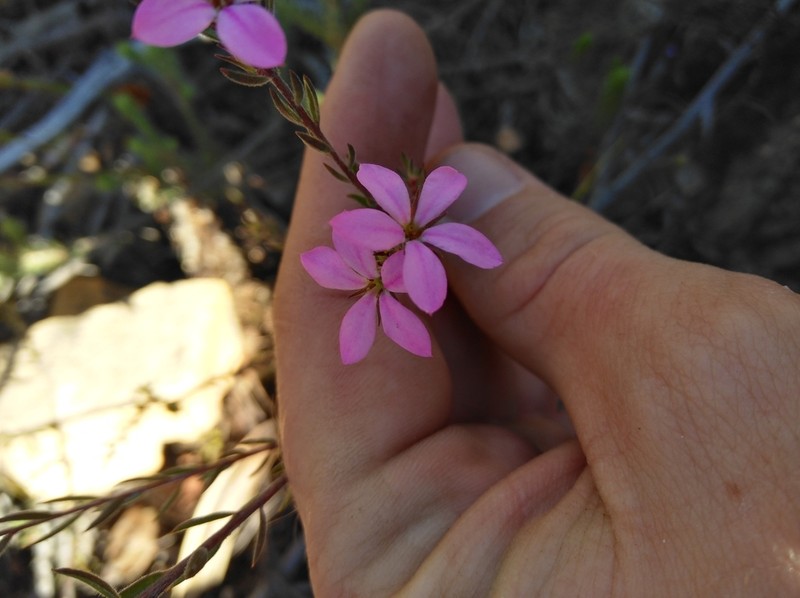 Acmadenia gracilis photo 8