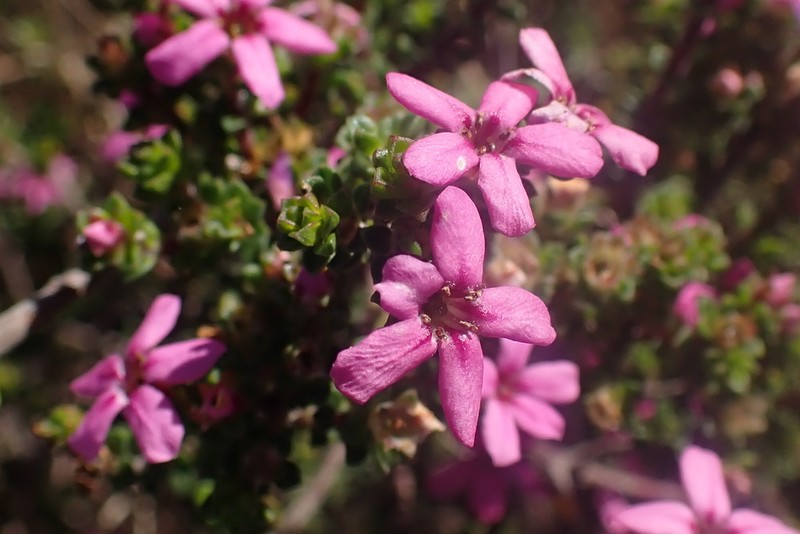 Acmadenia heterophylla