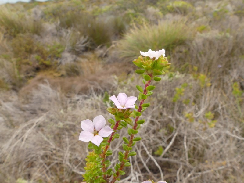 Acmadenia heterophylla photo 2