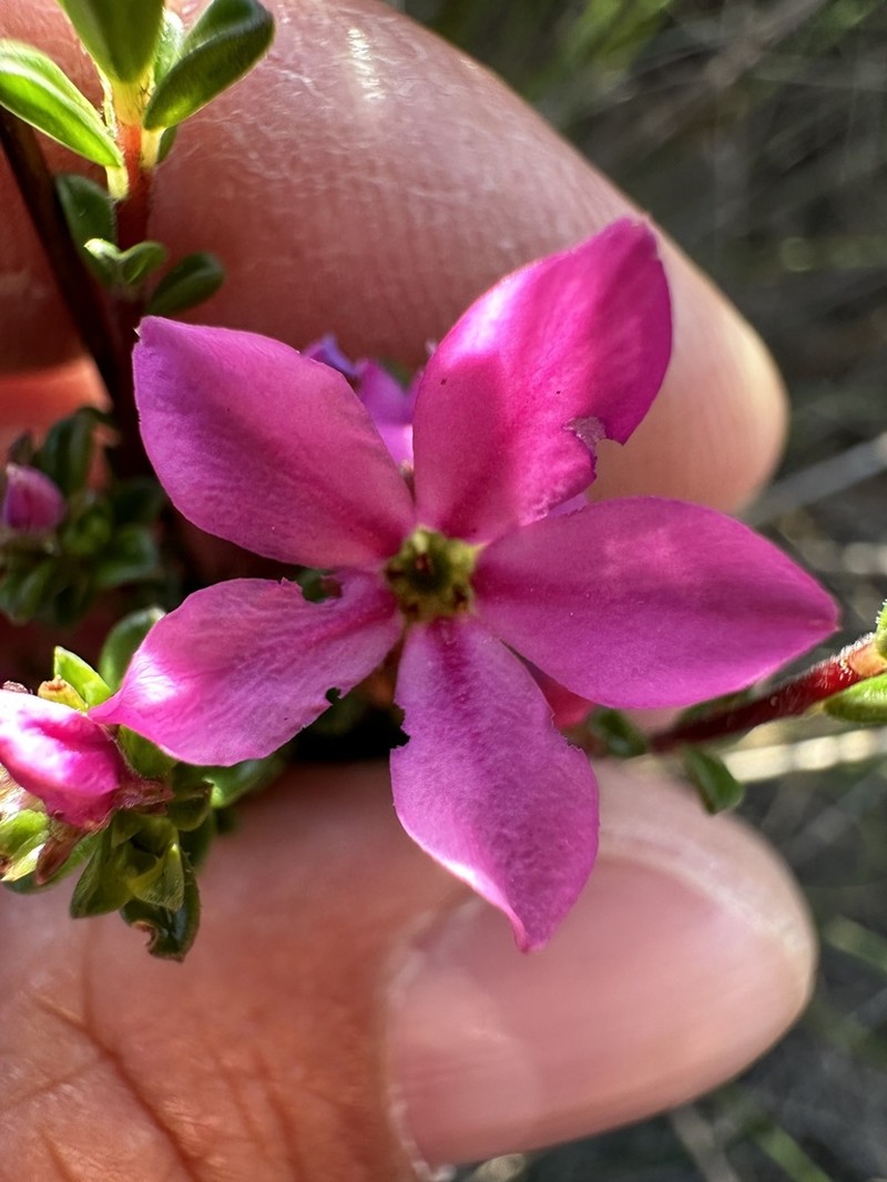 Acmadenia heterophylla photo 3