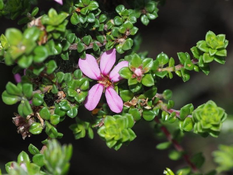 Acmadenia heterophylla photo 4