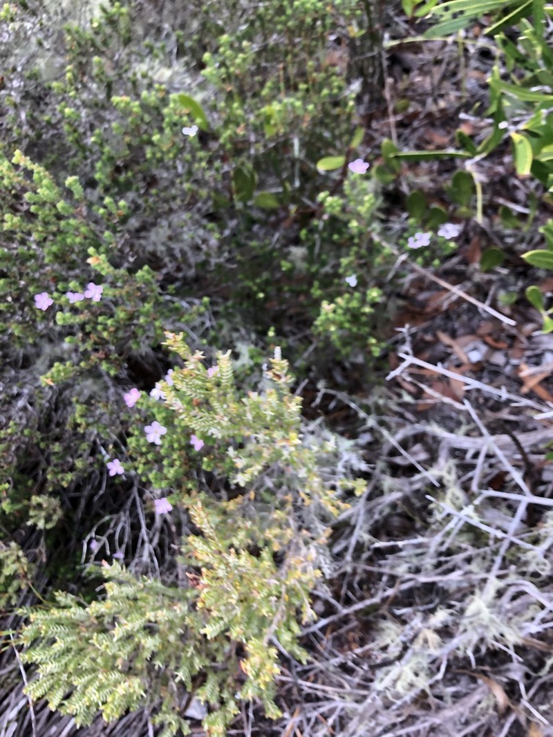 Acmadenia heterophylla photo 5