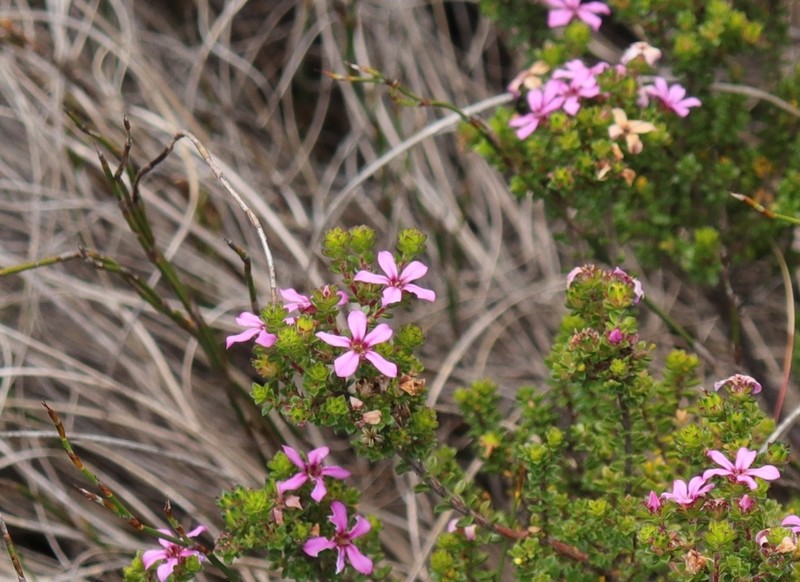 Acmadenia heterophylla photo 6