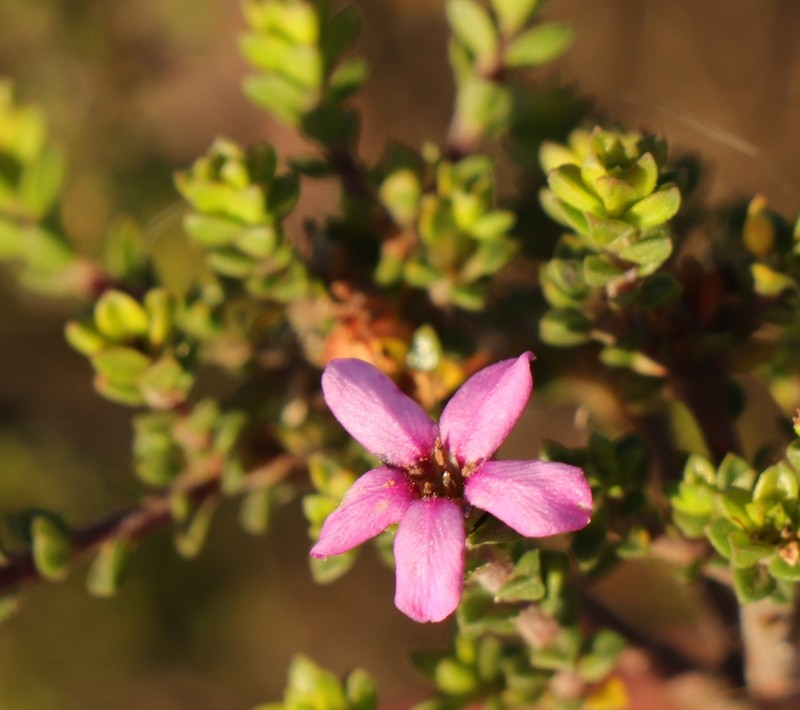 Acmadenia heterophylla photo 7