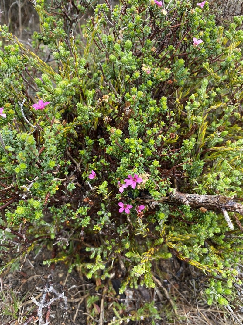Acmadenia heterophylla photo 8