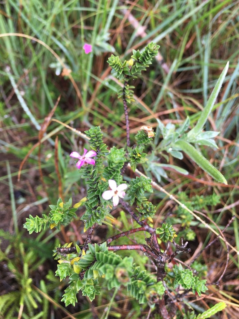 Acmadenia kiwanensis