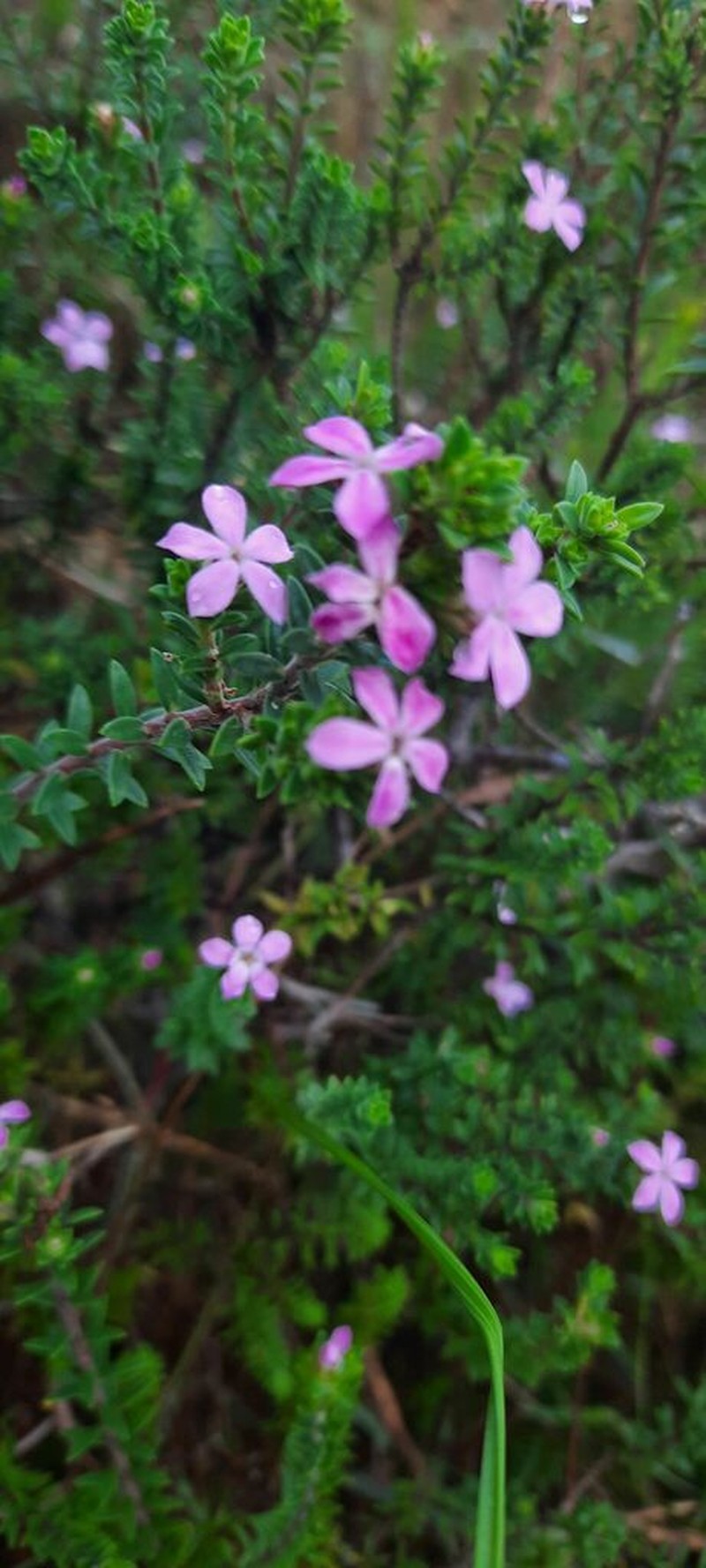 Acmadenia kiwanensis photo 3