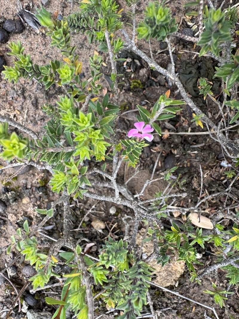 Acmadenia kiwanensis photo 4