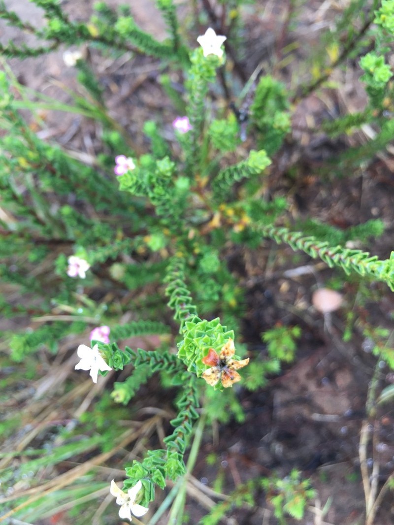 Acmadenia kiwanensis photo 6