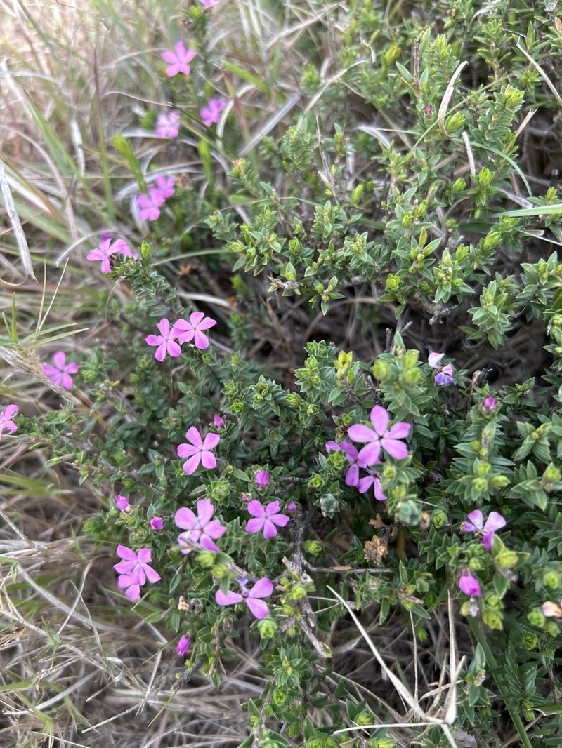 Acmadenia kiwanensis photo 7