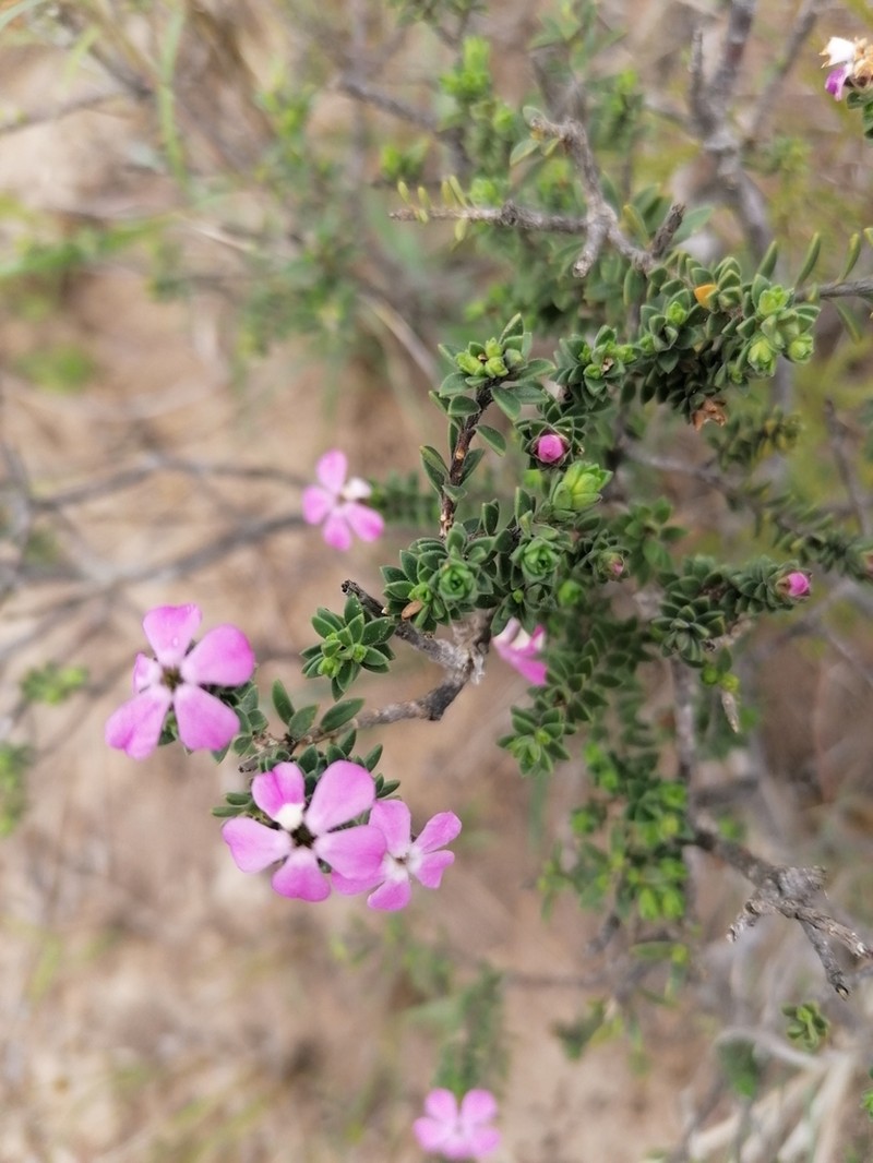 Acmadenia kiwanensis photo 8