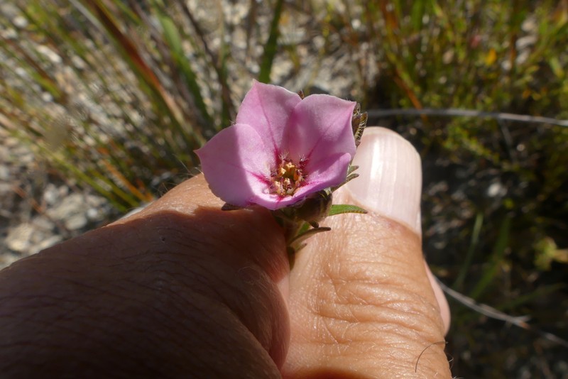 Acmadenia latifolia