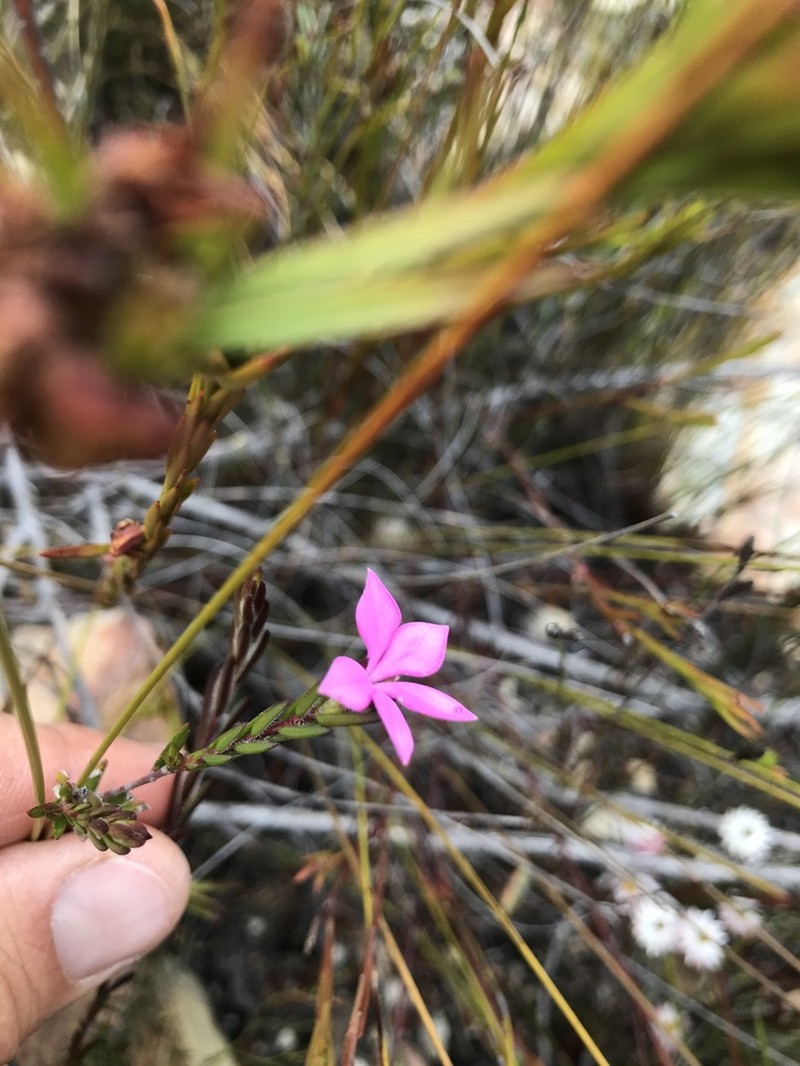 Acmadenia latifolia photo 2