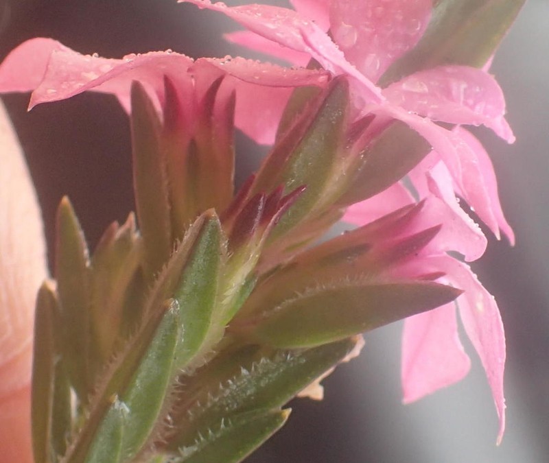 Acmadenia latifolia photo 3