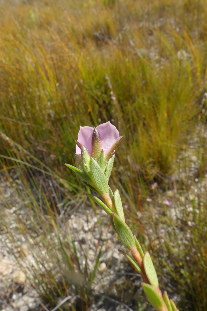 Acmadenia latifolia photo 4