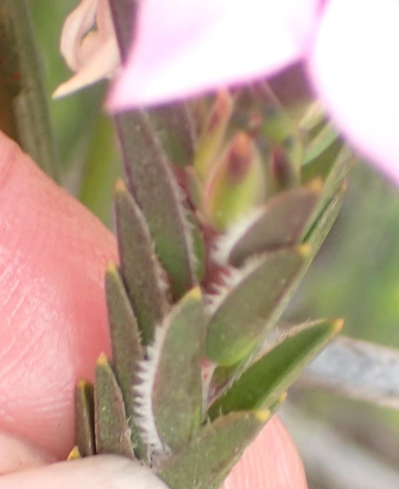 Acmadenia latifolia photo 5