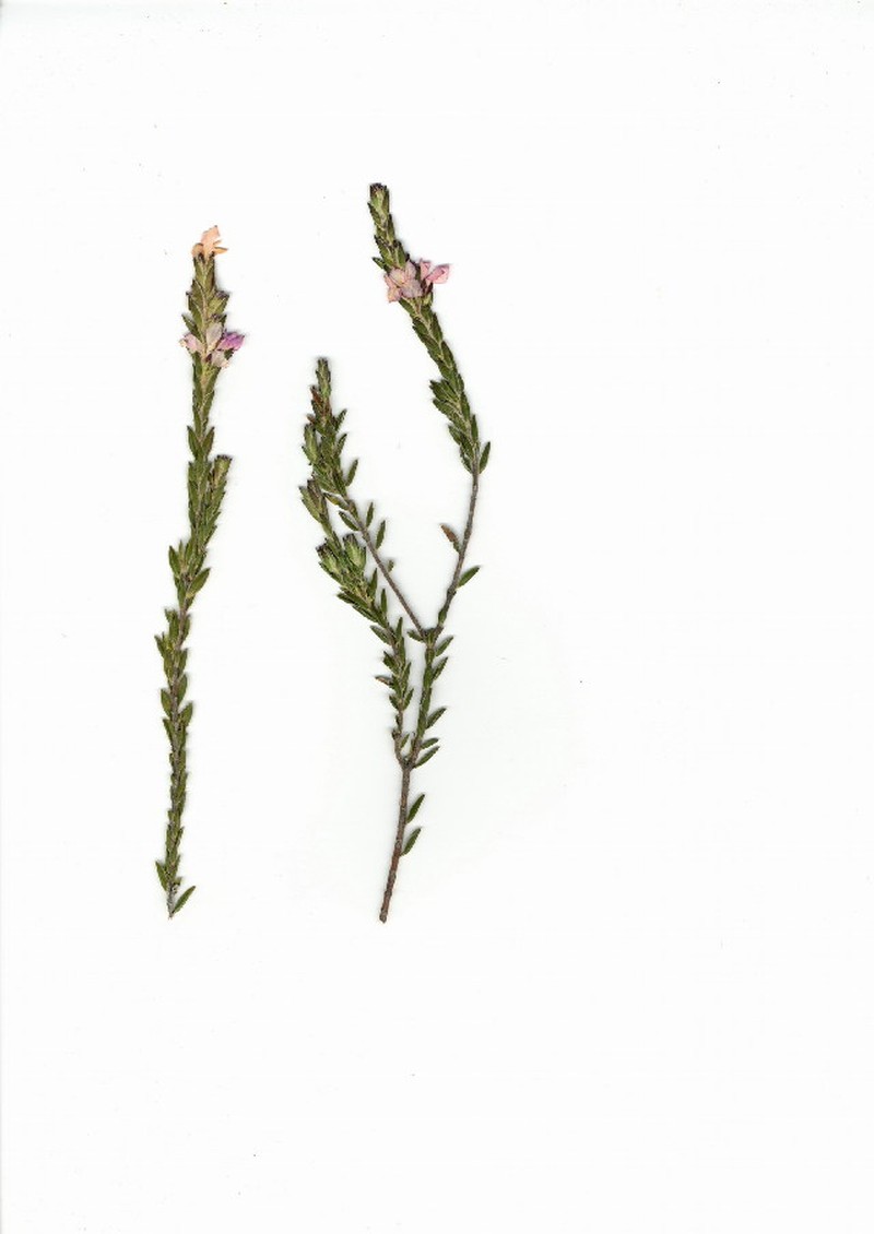 Acmadenia latifolia photo 6