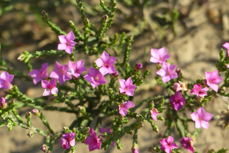 Acmadenia laxa photo 2
