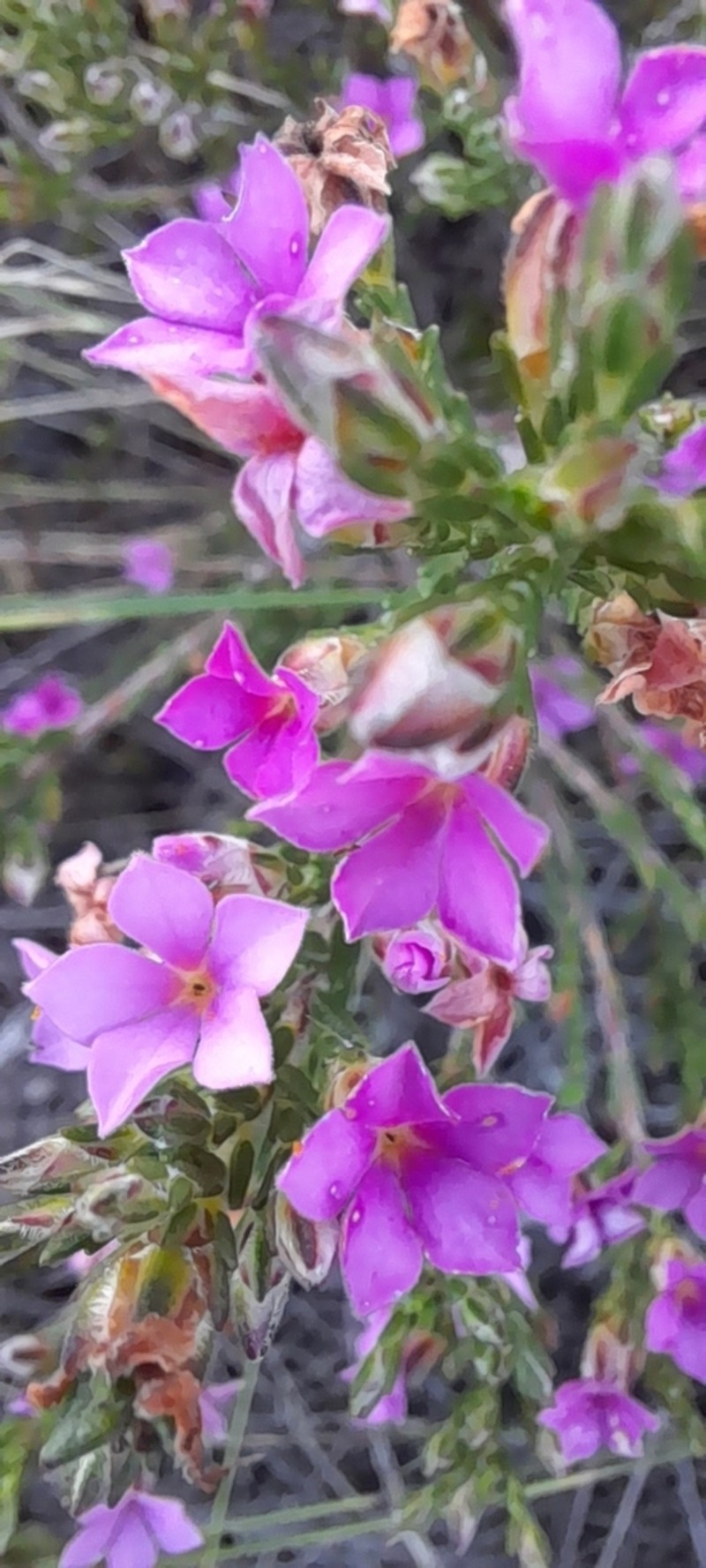 Acmadenia laxa photo 3