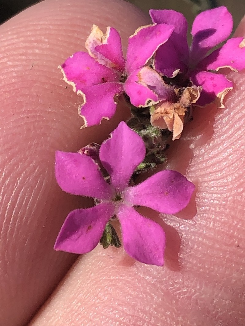 Acmadenia laxa photo 4