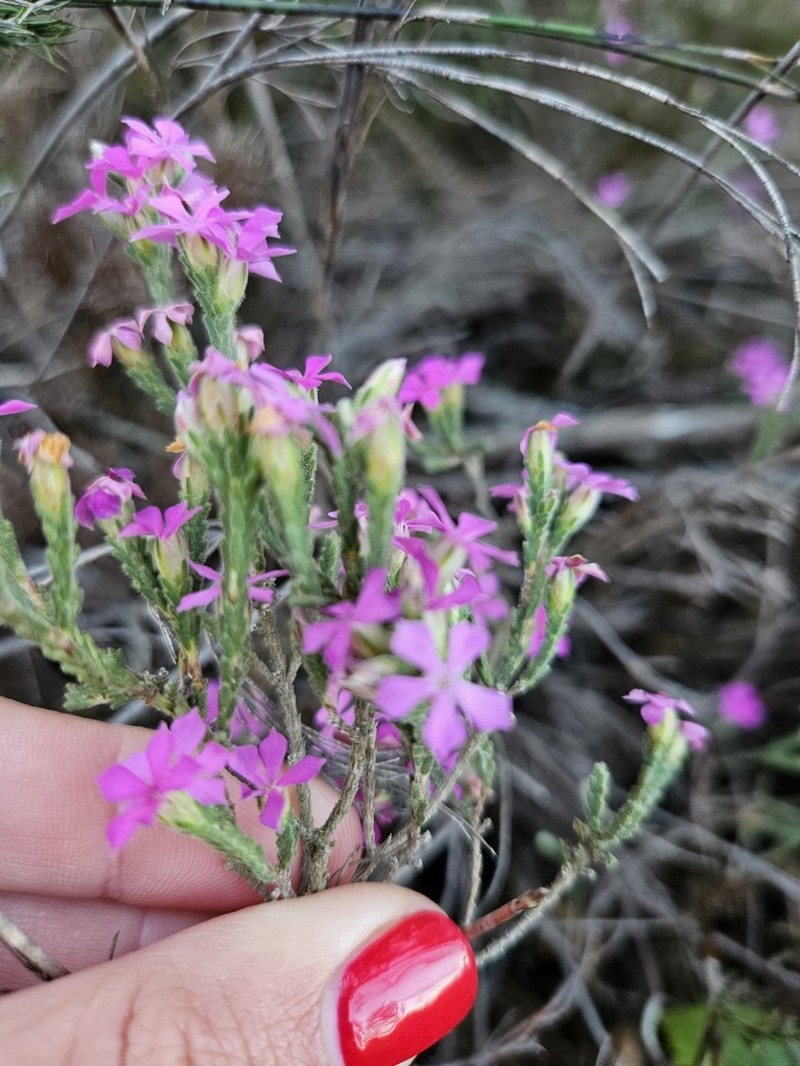 Acmadenia laxa photo 5