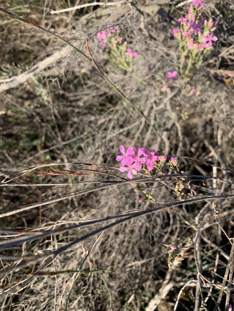 Acmadenia laxa photo 6