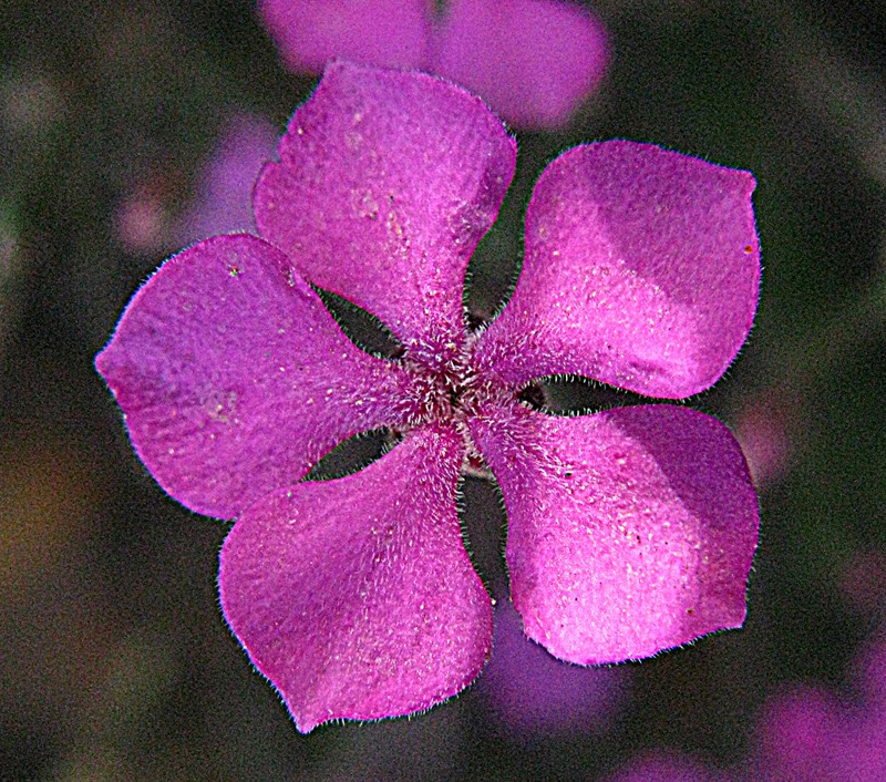 Acmadenia laxa photo 7