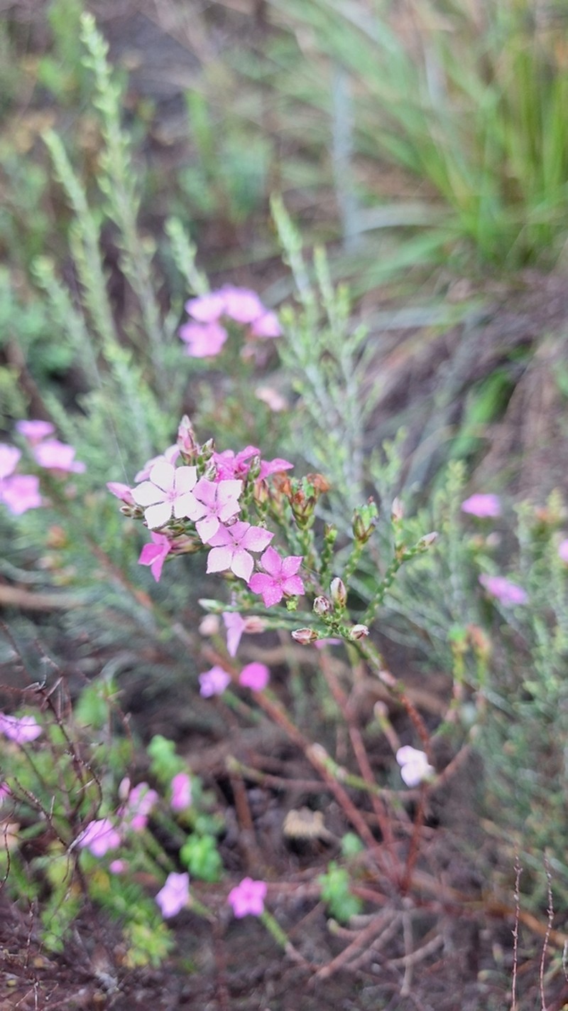 Acmadenia laxa photo 8