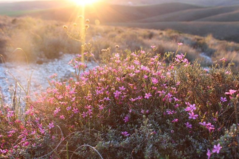Acmadenia macropetala