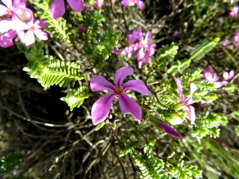 Acmadenia macropetala photo 2