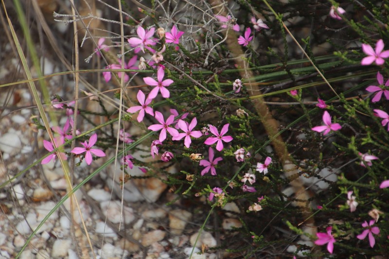 Acmadenia macropetala photo 3