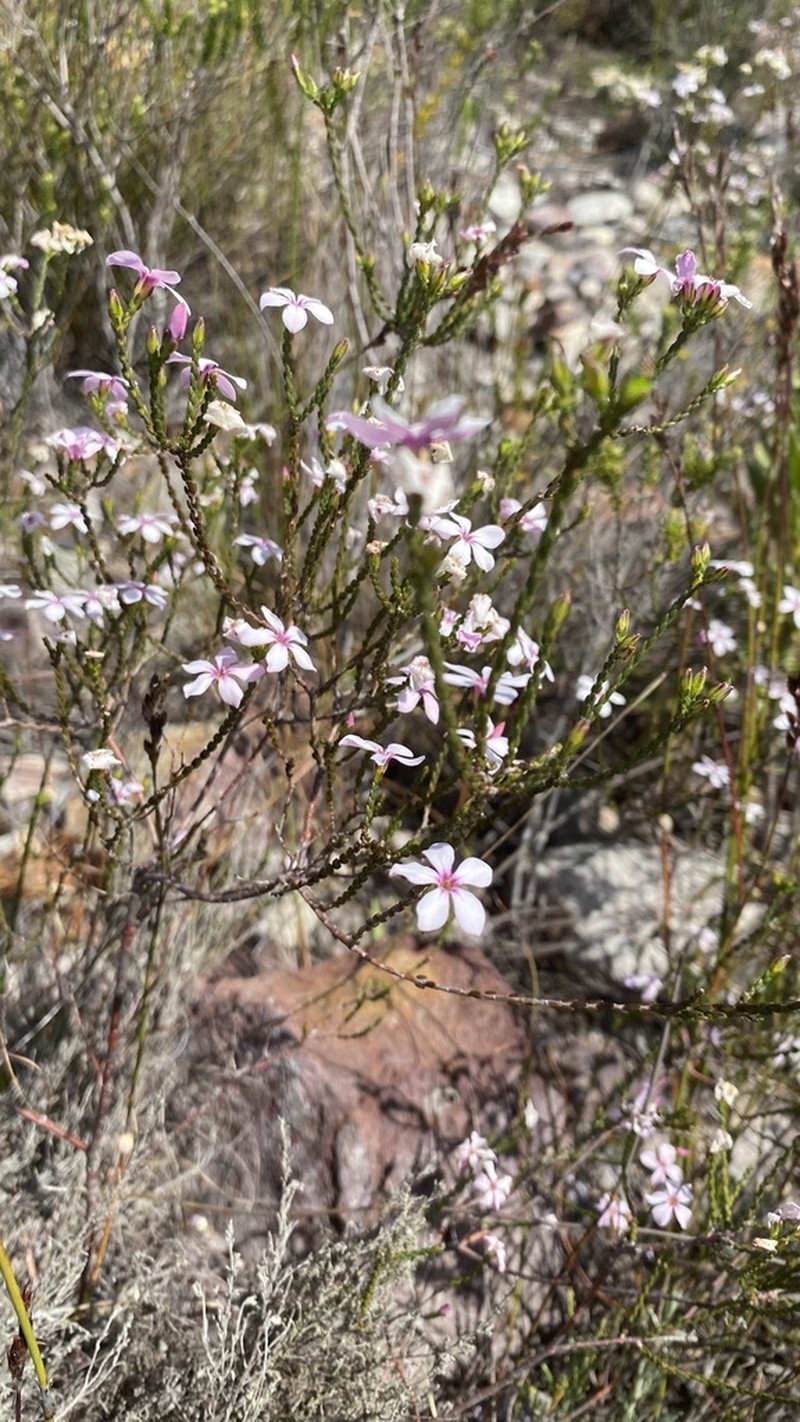Acmadenia macropetala photo 4