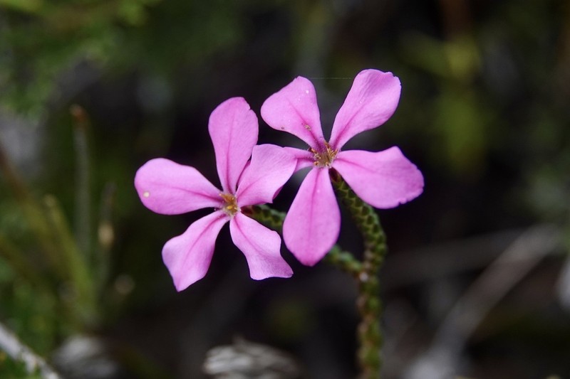 Acmadenia macropetala photo 5