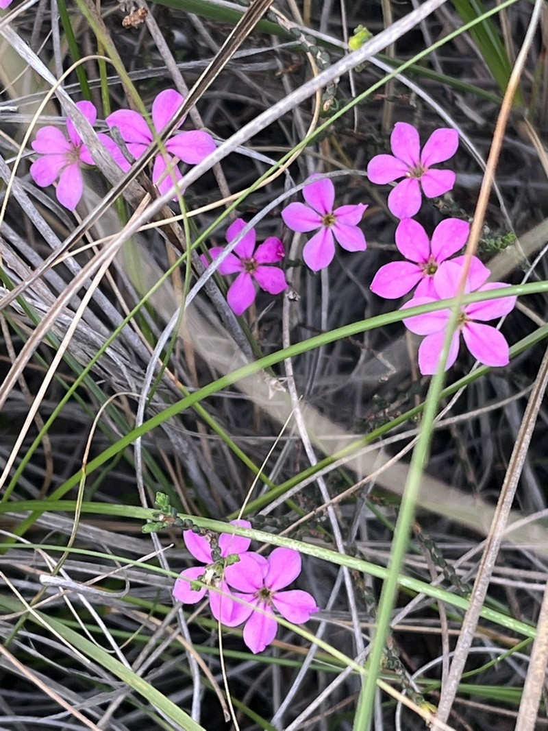 Acmadenia macropetala photo 6
