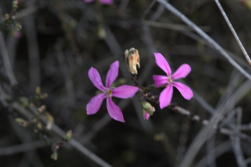 Acmadenia macropetala photo 7