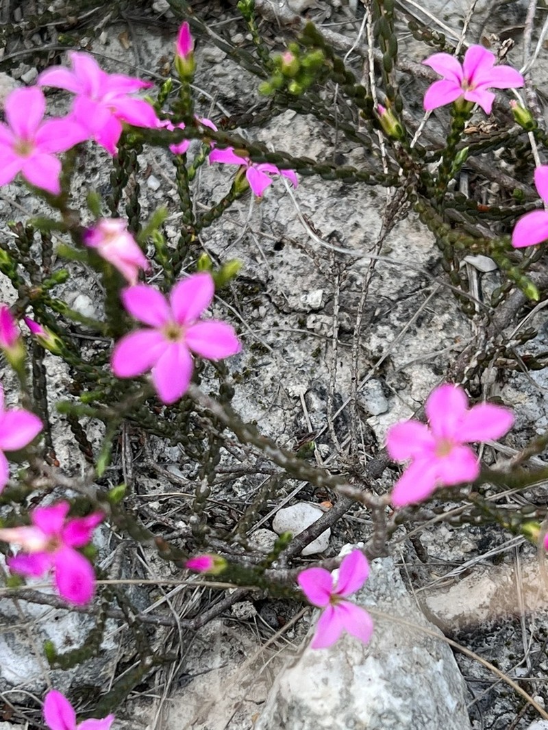 Acmadenia macropetala photo 8