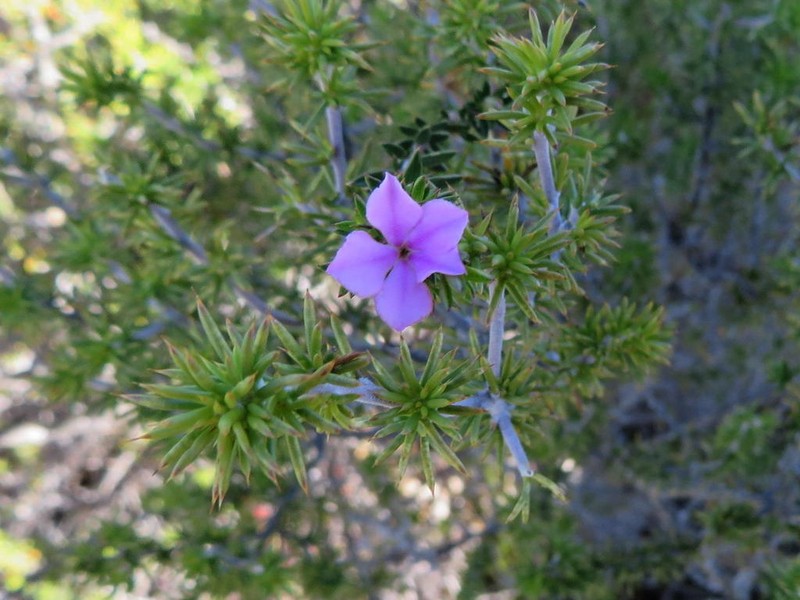 Acmadenia maculata