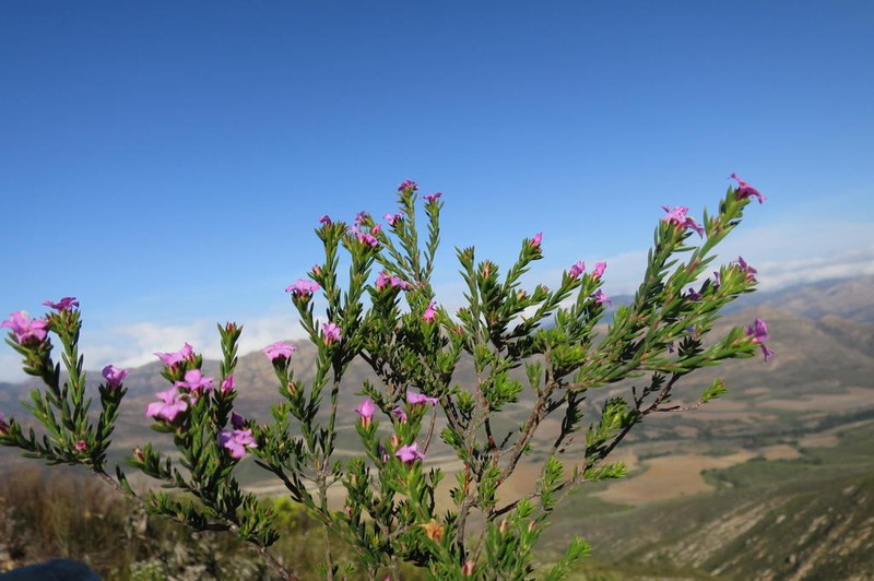 Acmadenia maculata photo 2