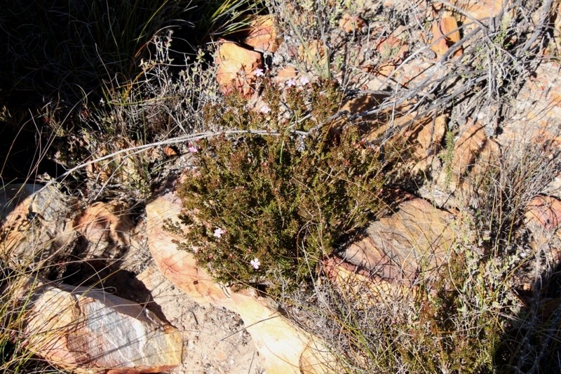 Acmadenia maculata photo 3