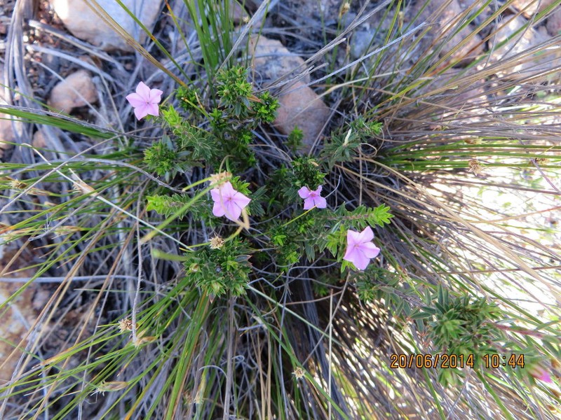 Acmadenia maculata photo 4